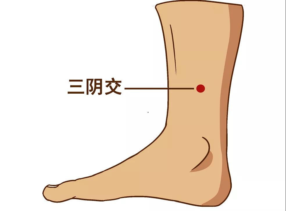 健康资讯 食疗药膳              位置:三阴交为足太阴脾经常用腧穴之