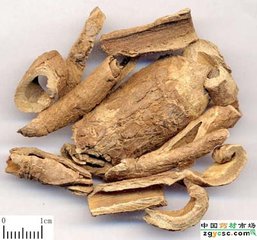 地骨皮的功效与作用及食用方法--中药百科-