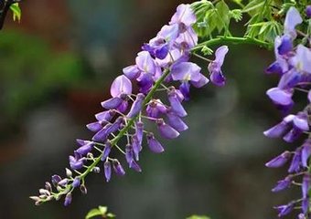 高血压高脂高血糖 葛花通通都有效 中药百科 固生堂中医