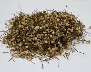 谷精草