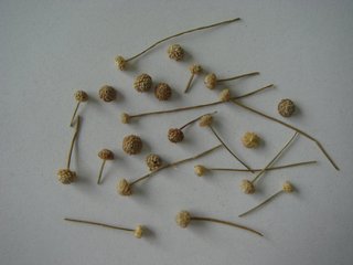 谷精草