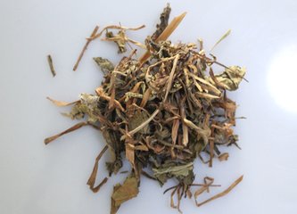 鹤草芽